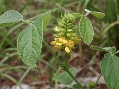 Rhynchosia tomentosa