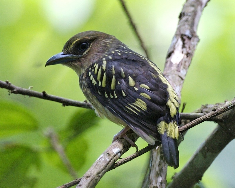 Typical Asian Broadbills