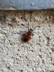 Pyrrhocoris apterus