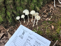 Heliomyces decolorans