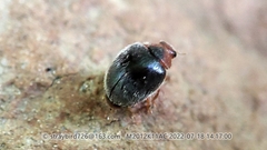 Scymnus folchinii