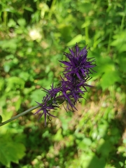 Asyneuma campanuloides