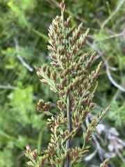 Asplenium adiantum-nigrum solidum