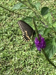 Papilio polyxenes stabilis