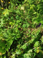 Asyneuma campanuloides