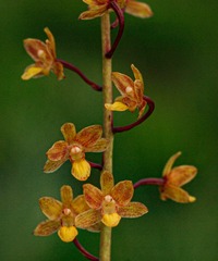 Eulophia parviflora