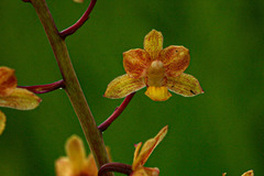 Eulophia parviflora