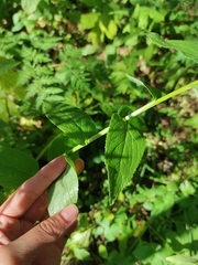 Asyneuma campanuloides