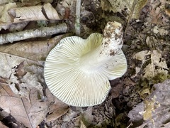 Russula redolens