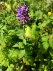 Asyneuma campanuloides