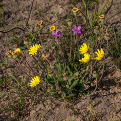 Othonna heterophylla