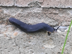 Belocaulus angustipes