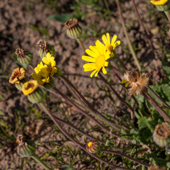 Othonna heterophylla