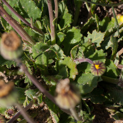 Othonna heterophylla