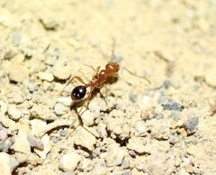 Aphaenogaster uinta