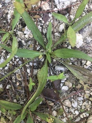 Plantago sparsiflora