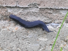 Belocaulus angustipes