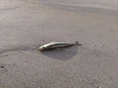 Sardinella longiceps