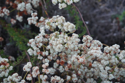iNaturalist observation photo of California Buckwheat
