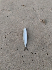 Sardinella longiceps