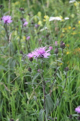 Centaurea phrygia abbreviata