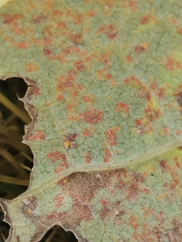 Coleosporium petasitis