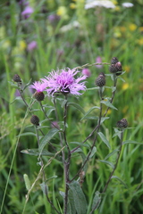 Centaurea phrygia abbreviata