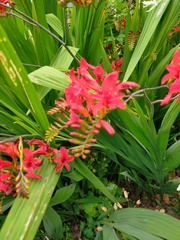 Crocosmia paniculata