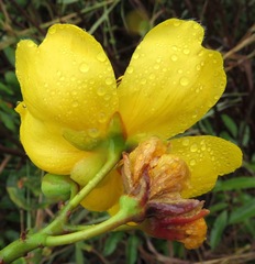 Cochlospermum regium