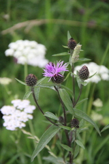 Centaurea phrygia abbreviata
