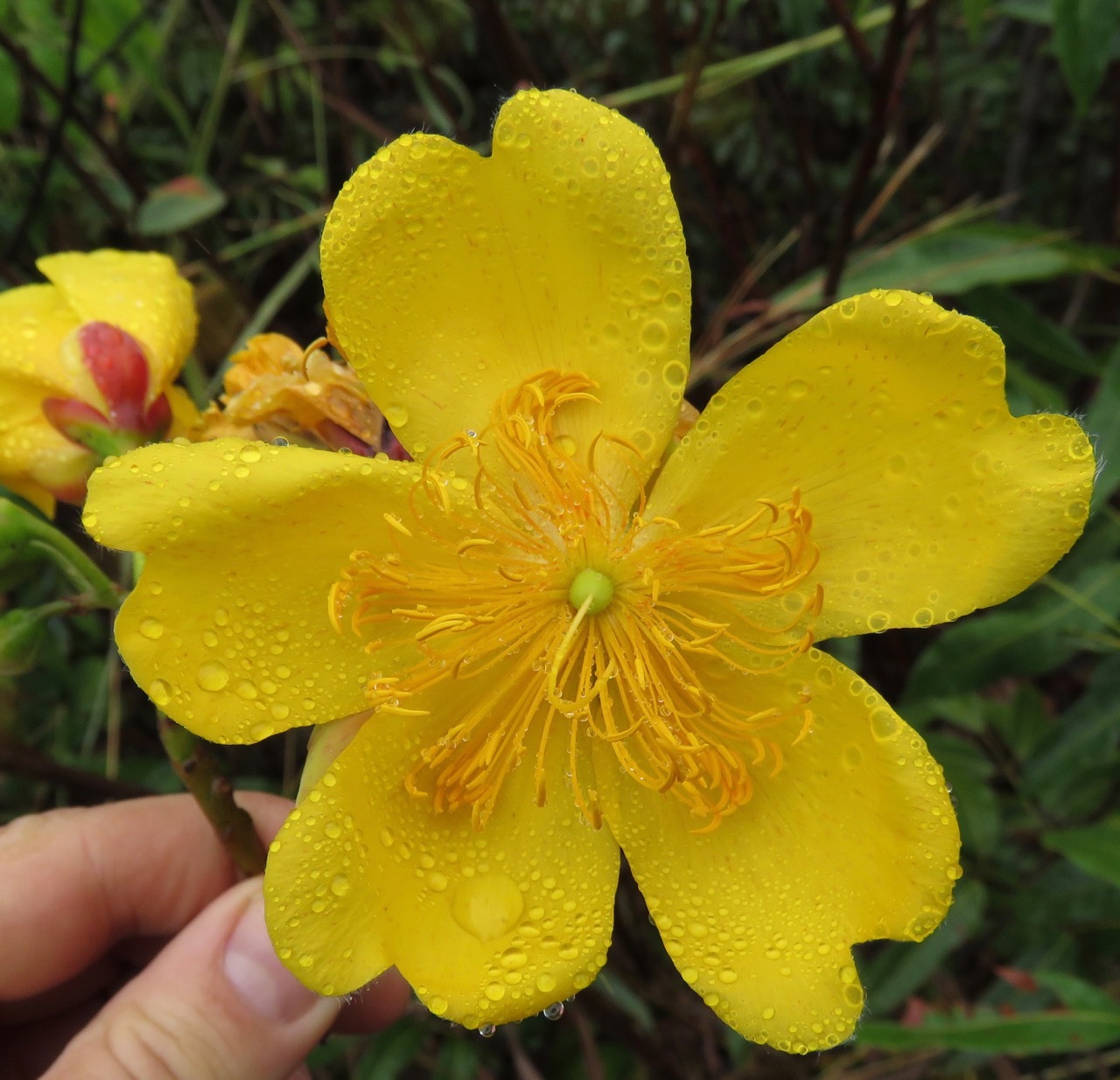 Cochlospermum regium (Schrank) Pilg., Plants of the World Online