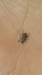 Colecerus
