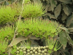 Combretum lanceolatum