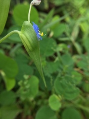 Commelina attenuata