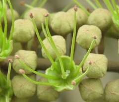 Combretum lanceolatum
