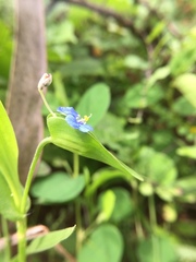 Commelina attenuata