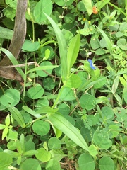 Commelina attenuata