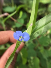 Commelina attenuata