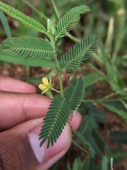 Chamaecrista pumila
