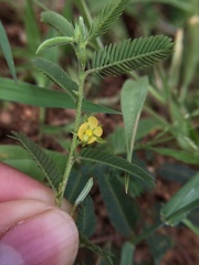 Chamaecrista pumila