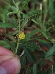Chamaecrista pumila
