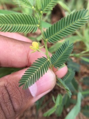 Chamaecrista pumila