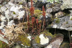 Umbilicus horizontalis