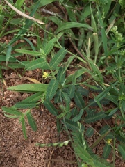 Chamaecrista pumila