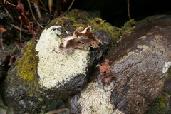 Umbilicus horizontalis