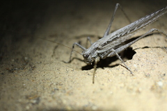 Capnobotes occidentalis