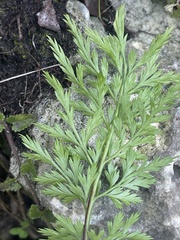 Asplenium adiantum-nigrum solidum