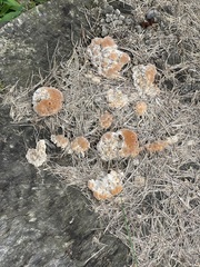 Fomitopsis palustris