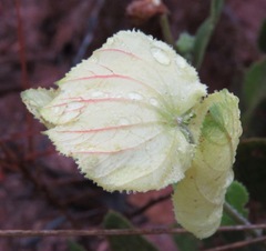 Dalechampia adscendens