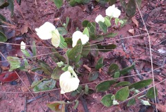 Dalechampia adscendens